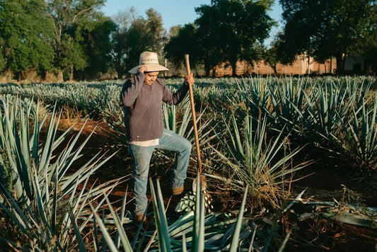 From Jalisco to Tennessee: The Journey of Premium Tequila